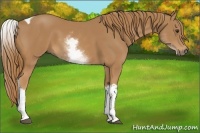 Horse Color:White Spotted Chestnut Tobiano