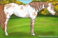 Horse Color:Gold Champagne Sabino Frame Appaloosa