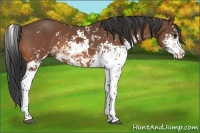 Horse Color:Bay Sabino 