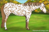 Horse Color:Chestnut Appaloosa 