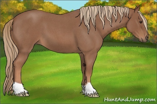 Horse Color:Red Roan 