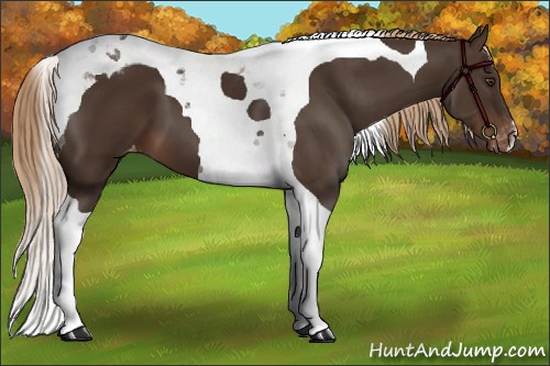 Horse Color:Liver Chestnut Tobiano Appaloosa