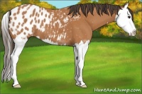 Horse Color:Bay Splash Appaloosa