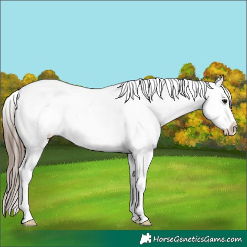 Horse Color:Black Ice Splash Appaloosa 