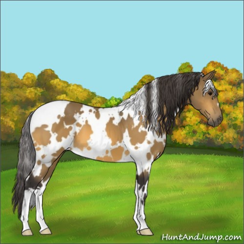 Horse Color:White Spotted Buckskin 