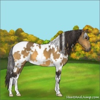 Horse Color:White Spotted Buckskin
