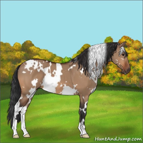 Horse Color:White Spotted Bay Dun 