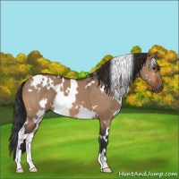 Horse Color:White Spotted Bay Dun