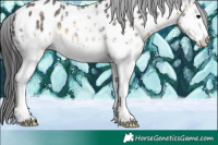 Horse Color:White Spotted Buckskin Appaloosa Rabicano 