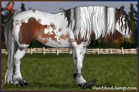 Horse Color:Brown Splash Tobiano