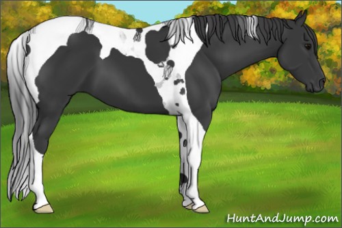 Horse Color:Black Tobiano