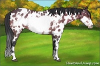 Horse Color:Bay Roan Frame Appaloosa Rabicano 