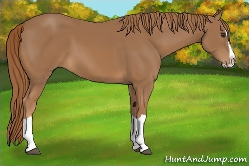 Horse Color:Chestnut Splash