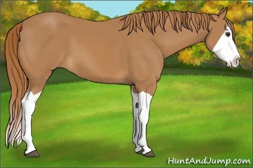 Horse Color:Chestnut Splash 