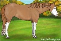 Horse Color:Chestnut Splash 