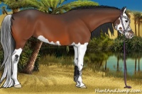 Horse Color:Bay Splash
