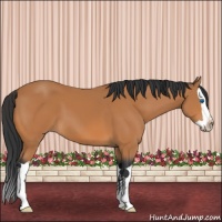 Horse Color:Bay Splash 