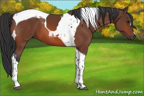 Horse Color:Bay Tobiano 