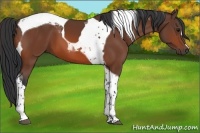 Horse Color:Bay Tobiano