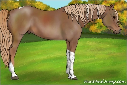 Horse Color:Chestnut Tobiano 