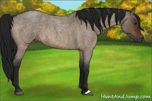 Horse Color:Gray Brown Roan Dun 