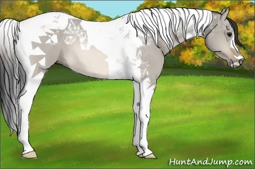 Horse Color:Bay Dun Tobiano