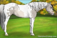 Horse Color:Bay Dun Tobiano 