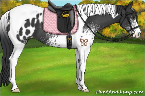 Horse Color:White Spotted Black Tobiano Appaloosa 