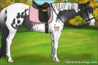 Horse Color:White Spotted Black Tobiano Appaloosa 