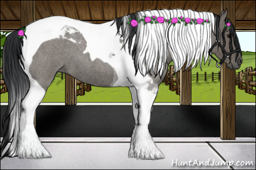 Horse Color:Blue Roan Tobiano