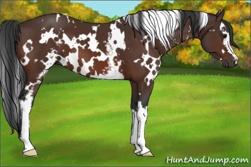 Horse Color:White Spotted Bay 