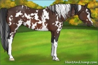 Horse Color:White Spotted Bay 