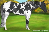 Horse Color:White Spotted Black 