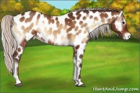 Horse Color:Silver Bay Onyx Near Leopard 