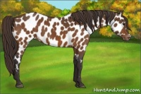 Horse Color:Buckskin Appaloosa 