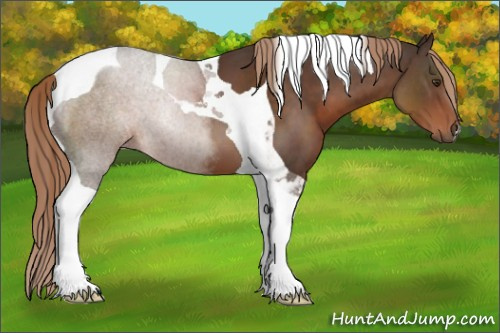 Horse Color:Liver Chestnut Tobiano