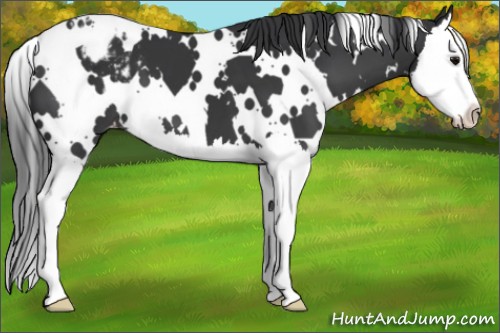 Horse Color:White Spotted Black Splash Blanket