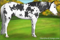 Horse Color:White Spotted Black Splash Blanket 