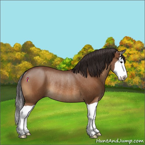 Horse Color:Buckskin Splash Rabicano