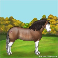 Horse Color:Buckskin Splash Rabicano