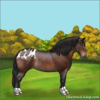 Horse Color:Brown Appaloosa Rabicano