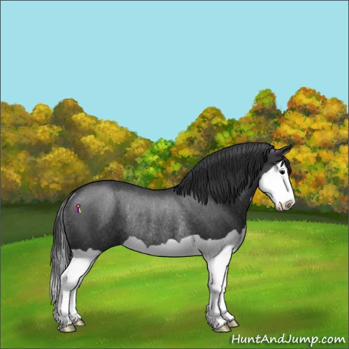 Horse Color:Black Splash Rabicano 