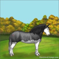 Horse Color:Black Splash Rabicano 