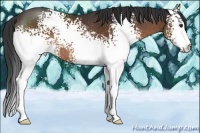Horse Color:White Spotted Brown 