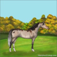 Horse Color:Brown Dun Varnish Brindle