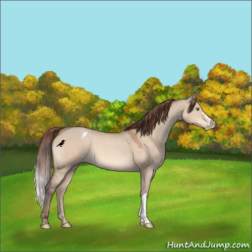 Horse Color:Sable Champagne Dun Appaloosa 