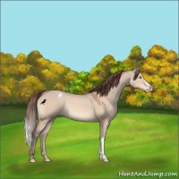 Horse Color:Sable Champagne Dun Appaloosa 
