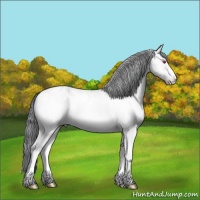 Horse Color:Amber Champagne Chinchilla Onyx Frame Varnish Rabicano