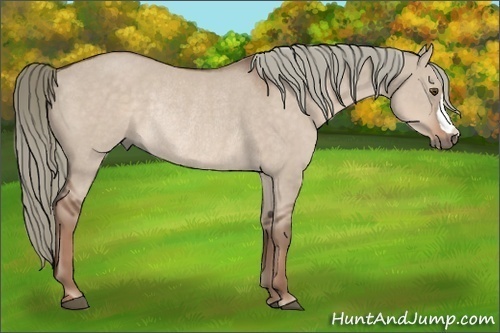 Horse Color:Liver Red Dun Rabicano 