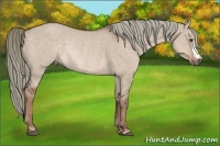 Horse Color:Liver Red Dun Rabicano 